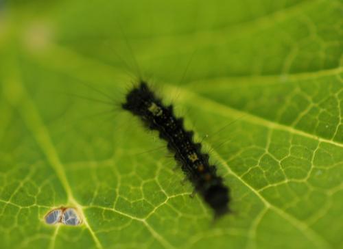 Lymantria dispar